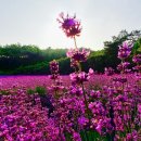 핑크몰리 이미지