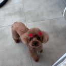 베스트 프렌즈 동물병원 이미지