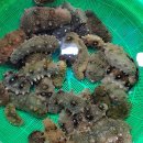 고흥상회 이미지