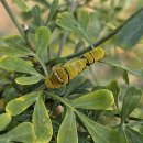 긴꼬리제비나비 애벌레 이미지