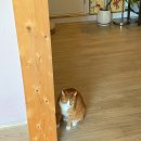 어르신요가 | 제주 요가 원데이, 애월에서 찾은 고요한 쉼 수요가제주