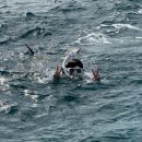 거북이 | [미국 하와이] #4 *거북이 스노클링 후기 | 와이키키 픽업 반나절 투어