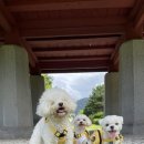 멍줍강아지산책유치원 이미지