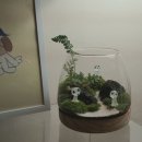 테라리움A 이미지