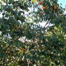 대붕펜션 이미지