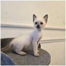 행복한강아지와고양이 이미지