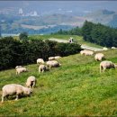 태기목장 이미지