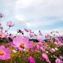 코스모스 이미지