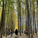도리 마을회관 | 경주 하곡리 은행나무 위치, 경주 도리마을 근처 숨은 단풍 명소