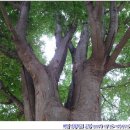 매전초등학교 이미지