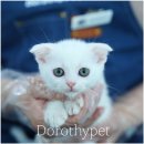 냥스타그램 | 전라남도고양이분양 조용히 옆에 와서 자리를 잡는