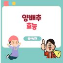 양배추 효능 | 속 편한 사람들의 공통점은 바로 이것!