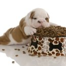 파트너동물의료센터 이미지