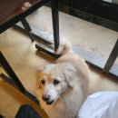 이리오시개 이미지