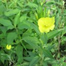 달맞이꽃 [Evening primrose] 이미지