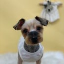 쏭트리밍 이미지