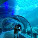 아라마루 이미지