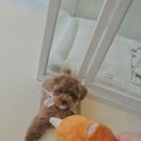 멍빨털빨 이미지