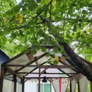 스텔라빌리지 이미지