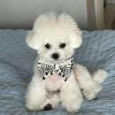 토비애견미용 | 대구 애견미용실 추천 ㅣ상인동 토비네살롱 내돈내산 현실 후기