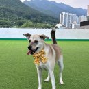 댕댕휴개소 이미지