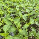 거산동물약품 이미지