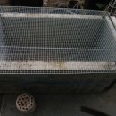 옛날토종닭 이미지