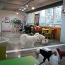 퍼피마마 이미지