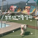 보보애견풀빌라 | [가평 펜션] 애견동반 풀빌라 추천 보보애견풀빌라
