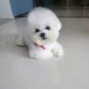 장덕초교 앞 이미지