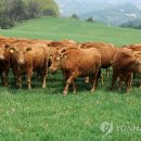 초지한우 이미지