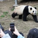 판다 이미지