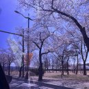 신평동1059 | 24.4.1 경주당일치기여행 : 경주 보문관광단지 보문호수 산책/교리김밥 보문점/황리단길 청수당 경주...