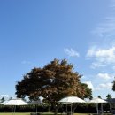 석이농장 | 평택 웨딩홀 추천받는 야외정원이 있는 오하웨딩하우스에서의 스몰웨딩 하객후기