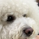 왈왈이애견카페웨스턴돔점 이미지