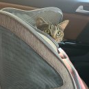 바하 고양이 병원 이미지