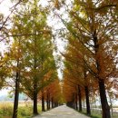 순창 메타세콰이어길 이미지