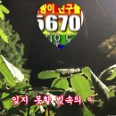 젊었을 때 나와 똑같이 비를 좋아 했었던 그 여인은 지금 어디에 있을까요??? 이미지