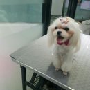 개깎는중 이미지