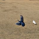 비둘기공원2 이미지