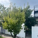 하우스오브컨티뉴(house of continew) 이미지