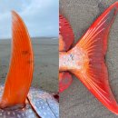 (주)금빛물고기 이미지