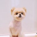 밴스동물병원 이미지
