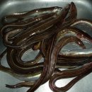 바다&장어 이미지