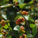 도리산전망대 이미지