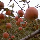 주왕산관광단지내 이미지