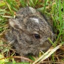 산토끼옹달샘 이미지