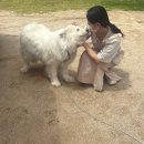 영주축협동물병원 | [멍즈니랜드] 경북 영주 대형견 출장 목욕&amp;미용 집앞에서 편하게 케어받는 대형견 출장미용&amp;목욕