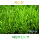 토종산야초 이미지