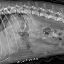 일광해빛동물병원 이미지